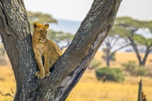 Eco friendly world largest rainforests wildlife tours usa canada instinct animal magnetic north info travel
