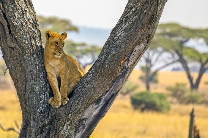Eco friendly world largest rainforests wildlife tours usa canada instinct animal magnetic north info travel